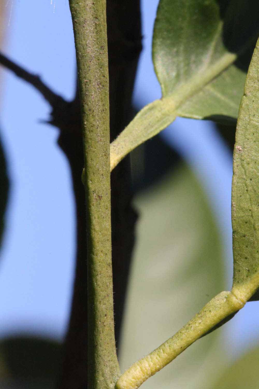              First year twig (Riverside, CA)       